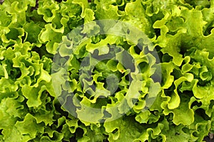 Fresh green lettuce salad leaves closeup. Salad texture