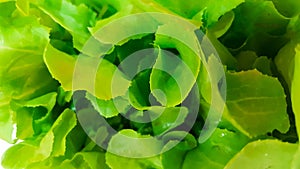 Fresh green lettuce salad leaves closeup. Salad texture photo