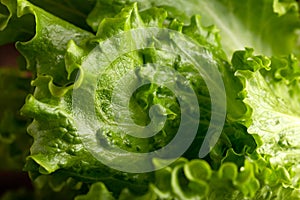 Fresh green lettuce salad leaves. Healthy food