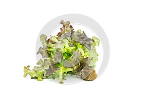 Fresh green lettuce salad leaves isolated on white background