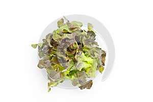 Fresh green lettuce salad leaves isolated on white background