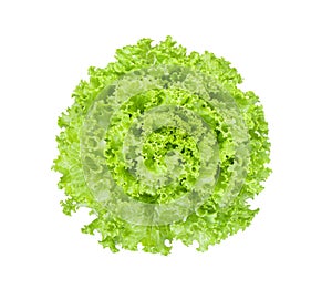 Fresh green lettuce salad leaves isolated on white background