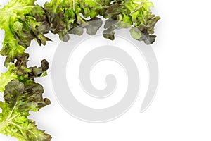 Fresh green lettuce salad leaves isolated on white background