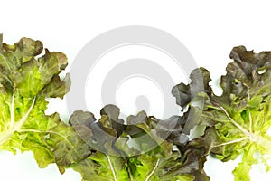 Fresh green lettuce salad leaves isolated on white background