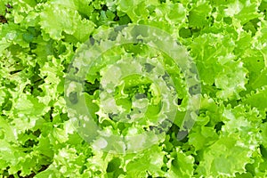 fresh green lettuce salad leaves. Salad texture background