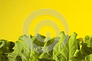Fresh Green Lettuce Salad Leaves On Yellow Background.