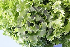 Fresh green lettuce salad on white background. Ripe green crisp-head lettuce. Top view. Selective focus. Copyspace.