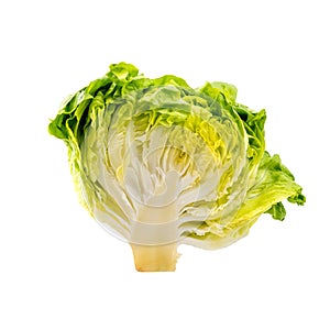 Fresh green lettuce on white background