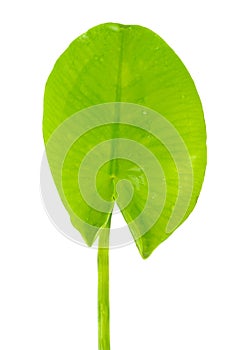 Fresh green lilypad isolated on white