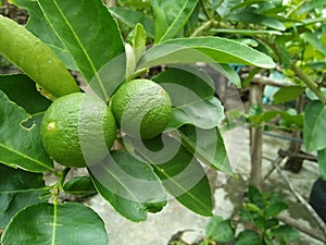 Fresh green lime fruit hanging from branch.