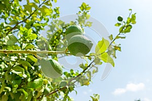 Fresh green lime fruits on branch at green tree against blue sky. close up