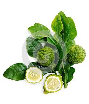 Fresh green lime. Kafir