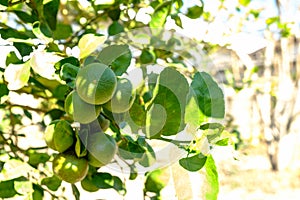 Fresh green limes hanging on a lemon tree.