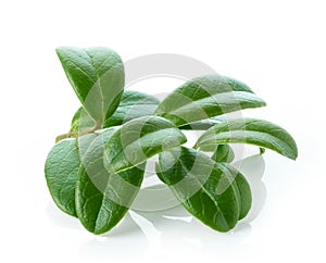 Fresh green lingonberry leaves