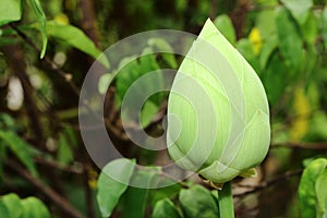 Fresh green lotus flower bud in garden