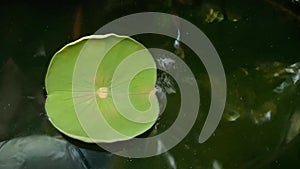 Fresh and green lotus leaf in the pond