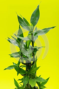 Fresh Green Lucky Bamboo stalks and leaves on bright yellow . Scientific name: Bambusoideae. Gramineae family.