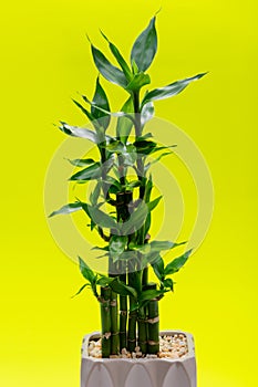 Fresh Green Lucky Bamboo stalks and leaves in ceramic vase on bright yellow. Gramineae family. Scientific name: Bambuso