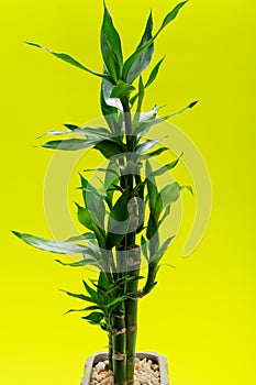 Fresh Green Lucky Bamboo stalks and leaves in ceramic vase on bright yellow. Gramineae family. Scientific name: Bambuso