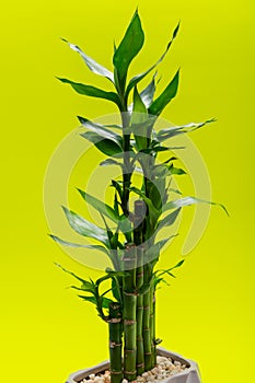 Fresh Green Lucky Bamboo stalks and leaves in ceramic vase on bright yellow. Gramineae family. Scientific name: Bambuso