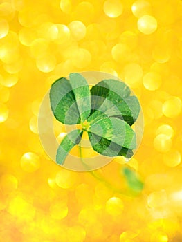 Fresh green lucky four leaf clover