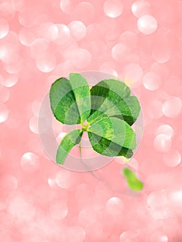 Fresh green lucky four leaf clover