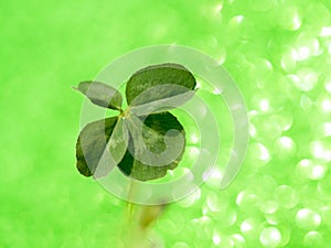 Fresh green lucky four leaf clover