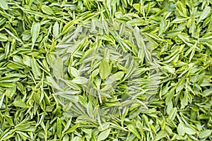 Fresh Green lush leaves of tea