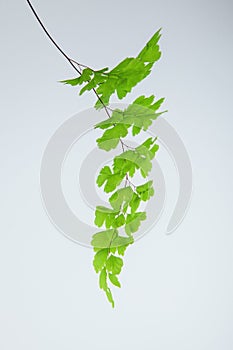 Fresh green maidenhair fern leaves close up on white