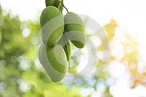 Fresh green mango fruit hanging on mango tree in the garden farm agricultural with nature green blur and bokeh background