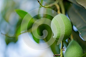 Fresh green mango fruit on tree