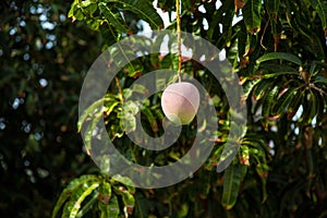 Fresh green mango fruit on the tree