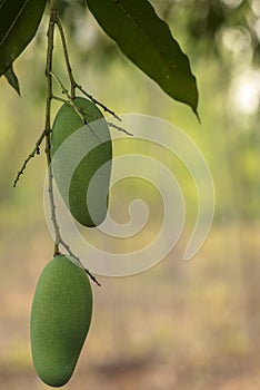 Fresh green mango fruit on the tree mango