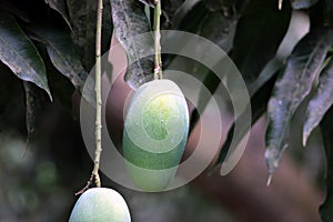 Fresh Green Mango hanging on mango tree