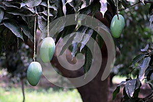 Fresh Green Mango hanging on mango tree