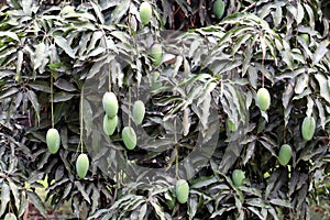 Fresh Green Mango hanging on mango tree