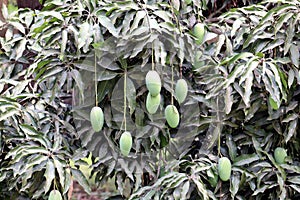 Fresh Green Mango hanging on mango tree