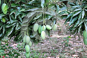 Fresh Green Mango hanging on mango tree