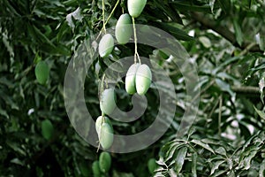 Fresh Green Mango hanging on mango tree