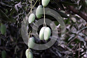 Fresh Green Mango hanging on mango tree