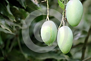 Fresh Green Mango hanging on mango tree
