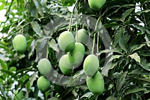 Fresh Green Mango hanging on mango tree