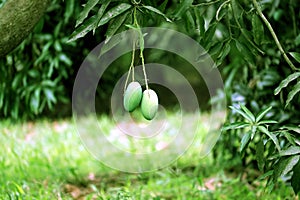 Fresh Green Mango hanging on mango tree