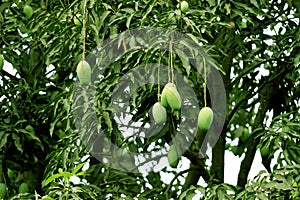 Fresh Green Mango hanging on mango tree