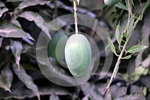 Fresh Green Mango hanging on mango tree