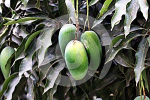 Fresh Green Mango hanging on mango tree