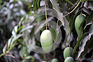 Fresh Green Mango hanging on mango tree