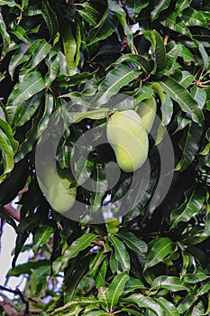 Fresh green mango on tree