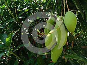 Fresh green mango on the tree