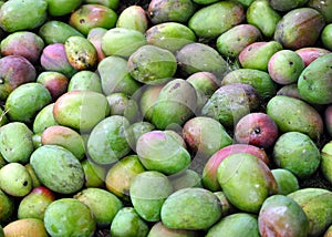 Fresh Green Mangoes!